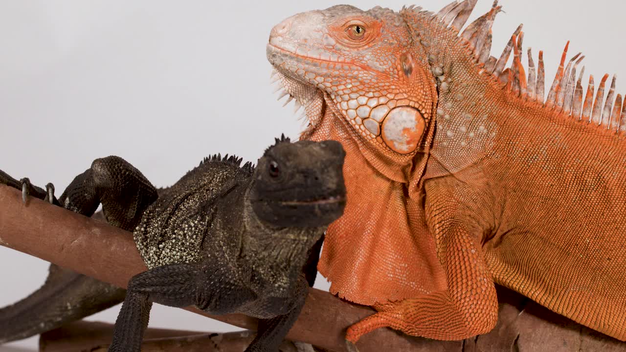 Una persona usa unas pinzas para alimentar a una iguana negra posada junto a una iguana naranja
