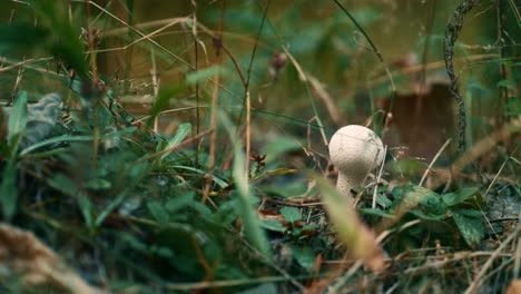 dangerous mushroom in forest in closeup autumn wood grass. calm lawn atmosphere.