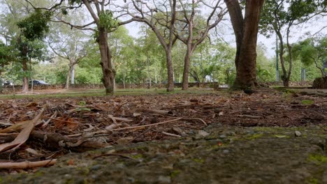 Doves-looking-food-in-park,-Mirador-Sur-at-Santo-Domingo