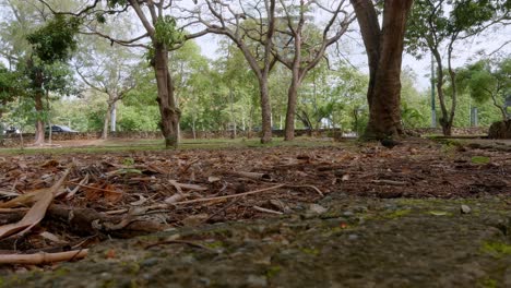 doves looking food in park, mirador sur at santo domingo