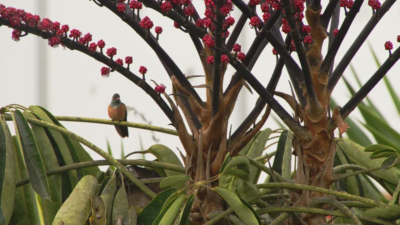colibrí sentado bajo flores rojas 4k