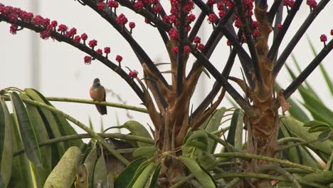 Colibrí-Sentado-Bajo-Flores-Rojas-4k