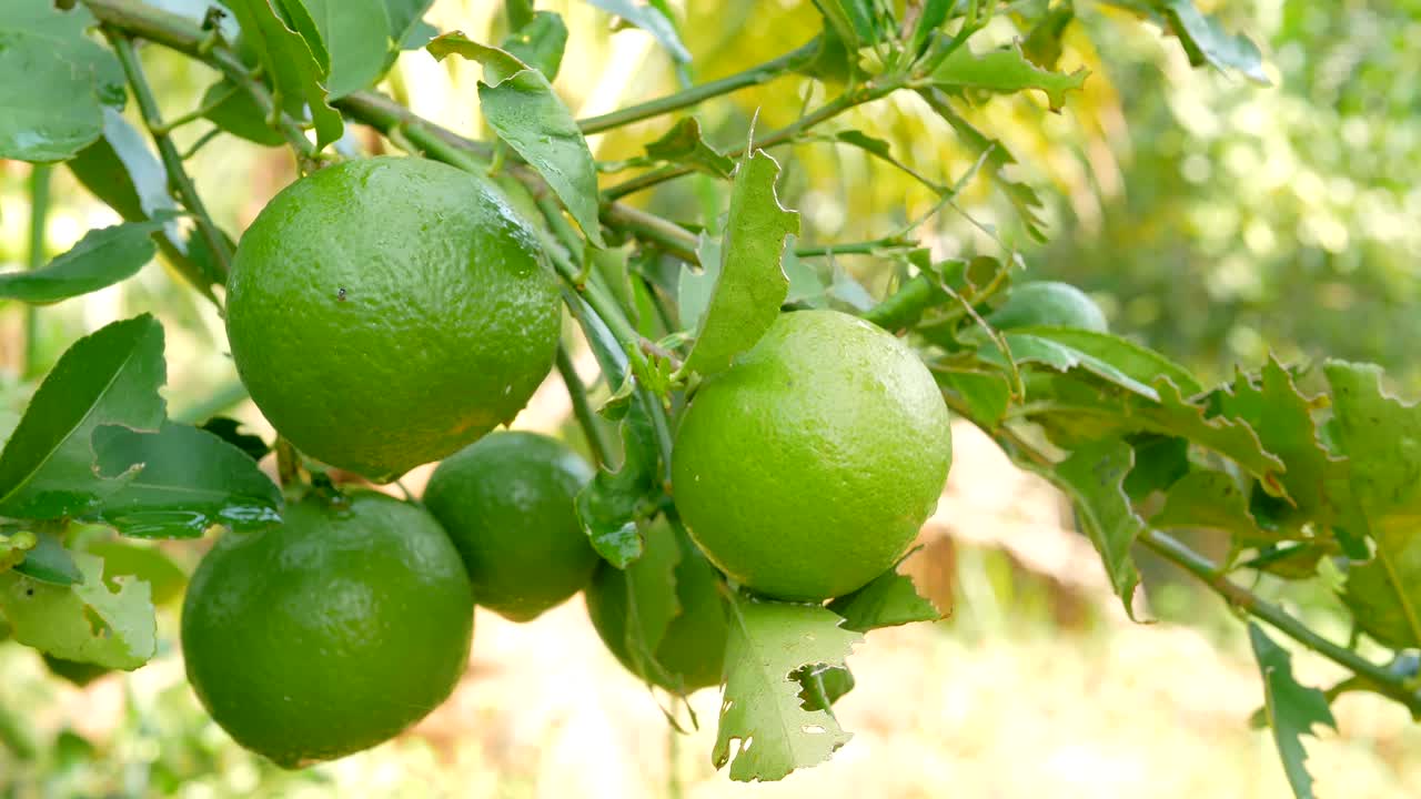 grupo cercano de cal verde balanceado por el viento