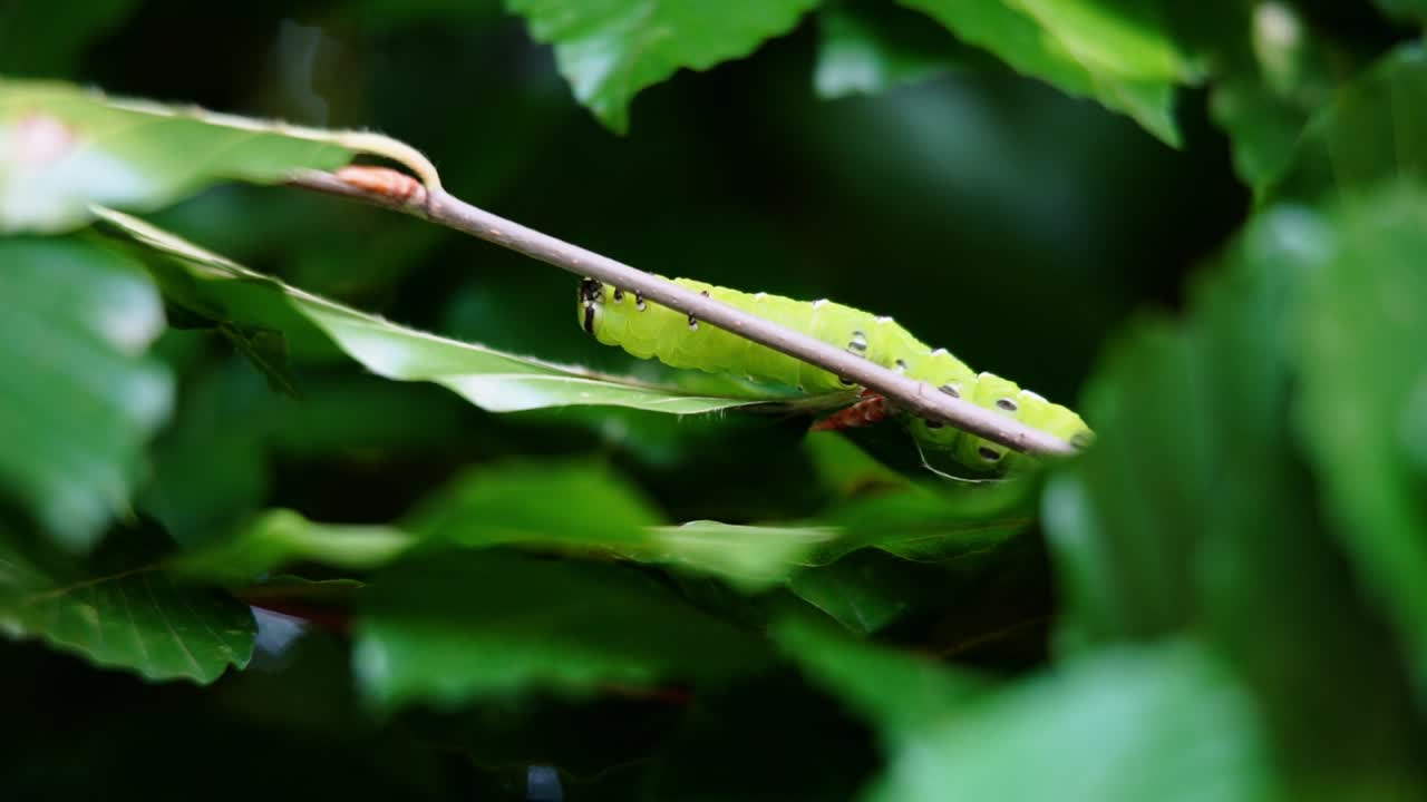 얇은 나뭇가지를 따라 기어가는 쥐똥나무속 매 나방 애벌레의 슬로우 모션 클립