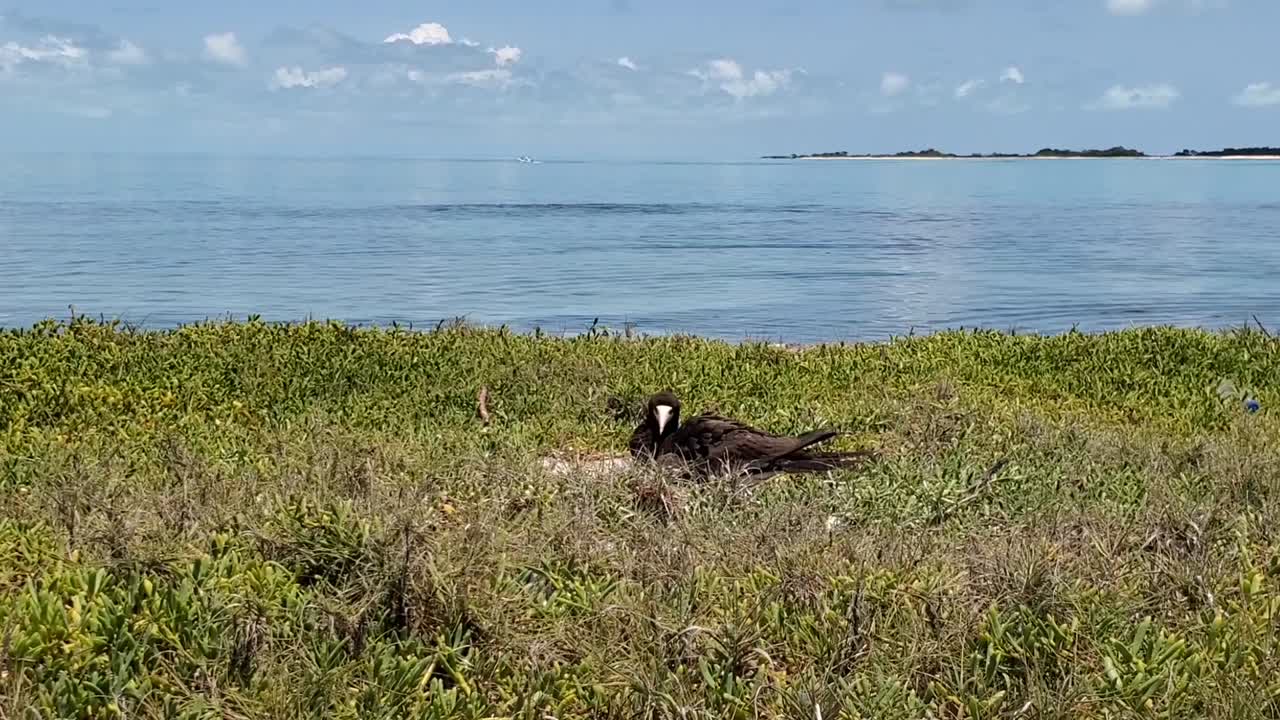 el pájaro marrón sula en el nido, frente a la playa, en el mar del caribe, en la isla de los rocas.