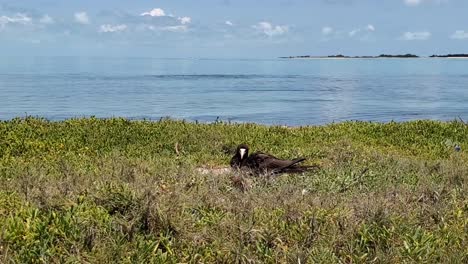 el pájaro marrón sula en el nido, frente a la playa, en el mar del caribe, en la isla de los rocas.