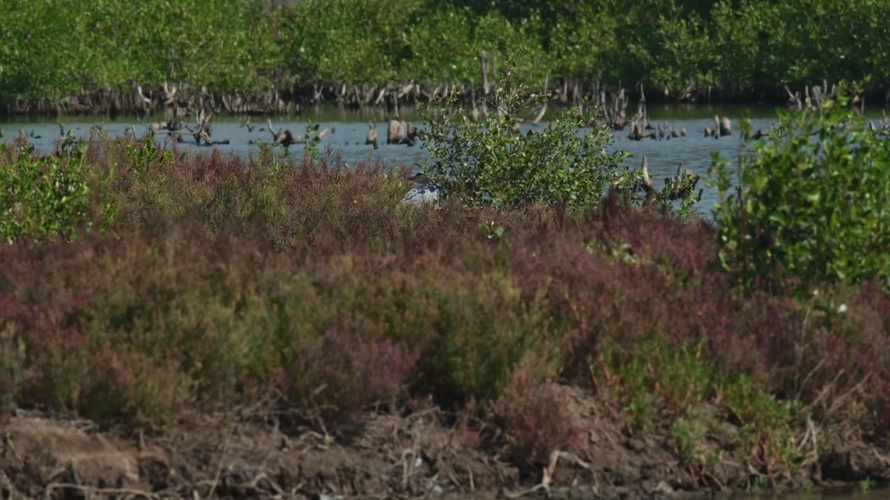 바람이 불어오는 날에 식물의 그늘 에 숨어 있는 회색 헤이론 아르데아 시네레아 (ardea cinerea, 태국)