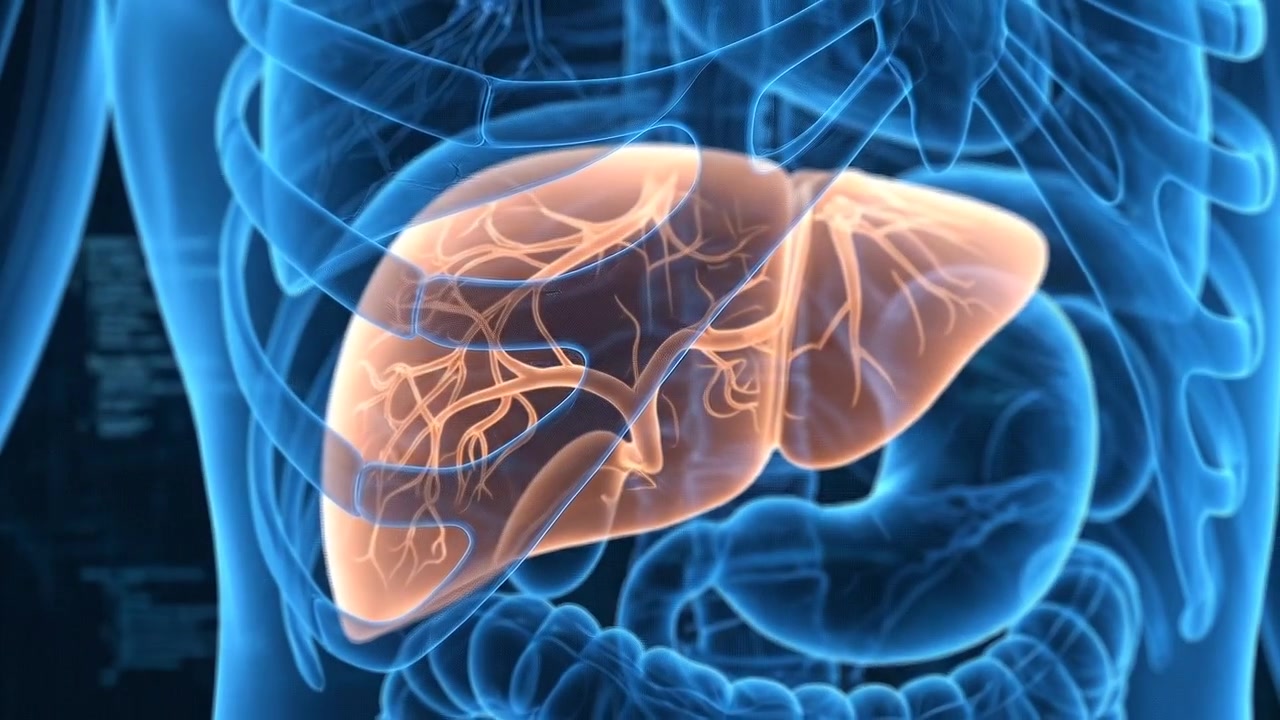 Anatomical Highlight of Human Liver Structure inside Blue Digital Wireframe
