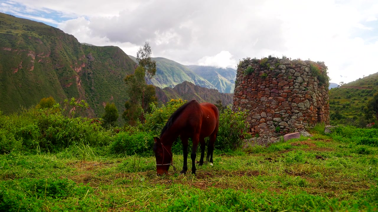 Vista pacífica e cênica de um cavalo marrom pastando em um prado verde exuberante ao lado de ruínas de pedra antigas no Vale Sagrado, Peru, América do Sul