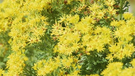 a slow camera pan reveals dense clusters of yellow daisy-like wildflowers in natural daylight, highlighting lush green foliage and a serene outdoor setting