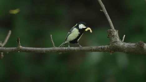 Cute-Japanese-Tit-With-Worm-In-Its-Mouth-Perching-On-A-Twig-In-Saitama,-Japan---close-up