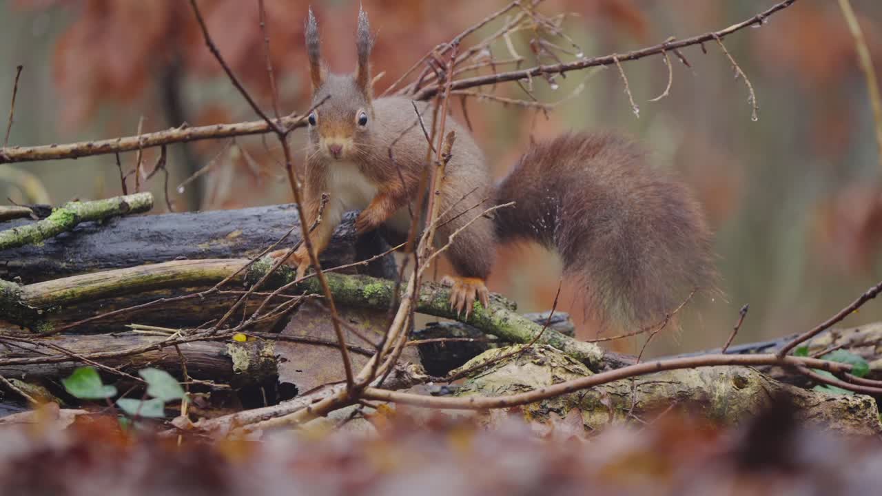 Red squirrel with raised tail standing on broken tree branches amid colorful autumn leaves in slow motion