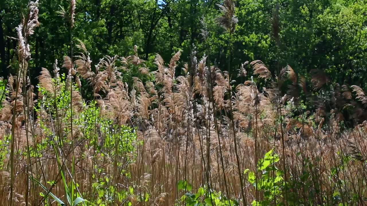 Golden reeds gently swaying in the breeze at Indiana Dunes National Park, under bright sunlight. Captivating natural scene with vibrant greens and tranquil atmosphere. No people visible
