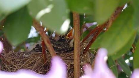 a low angle shot of a robin chick, as it sits in a nest within a large bush