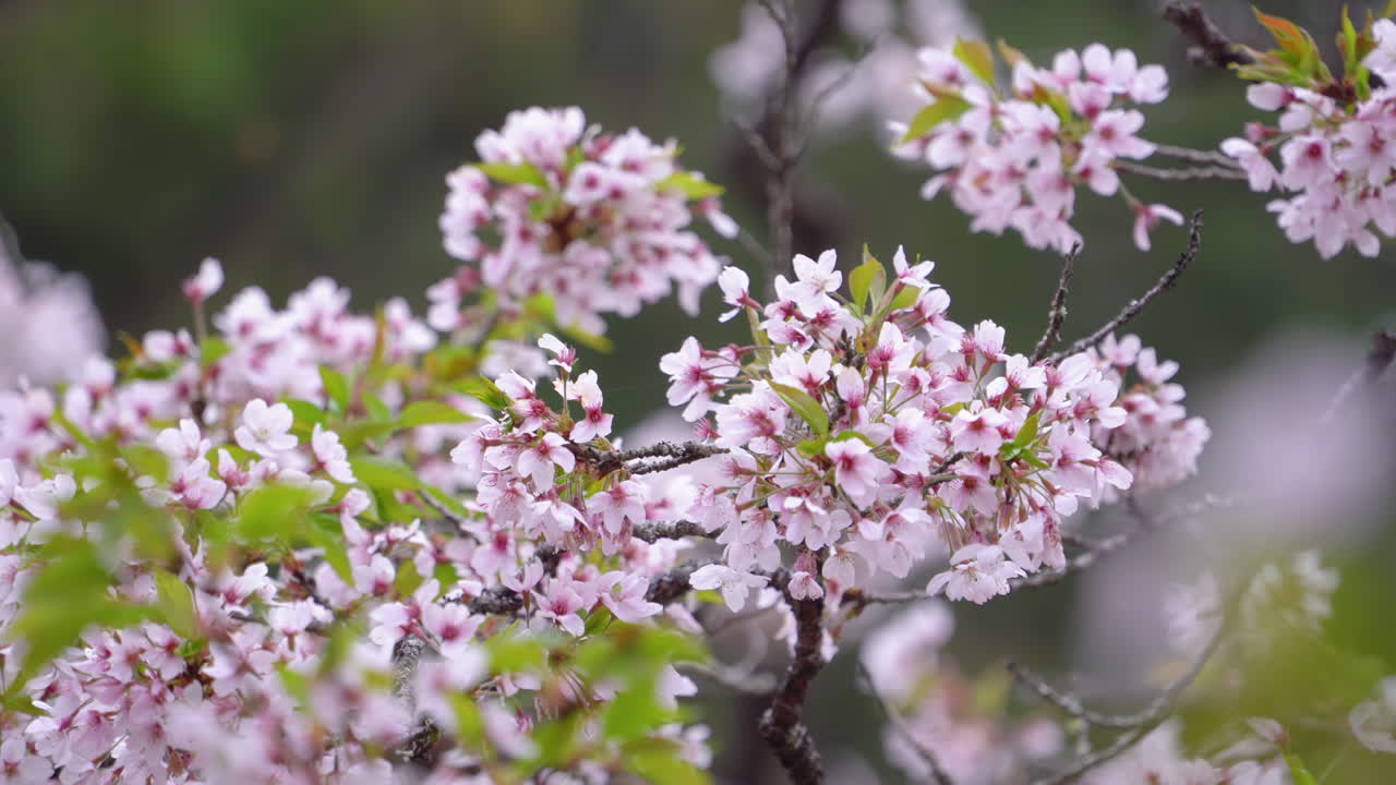 Beautiful Sakura Cherry Blossom is blooming with sprout in Alishan National Forest Recreation Area in Taiwan.