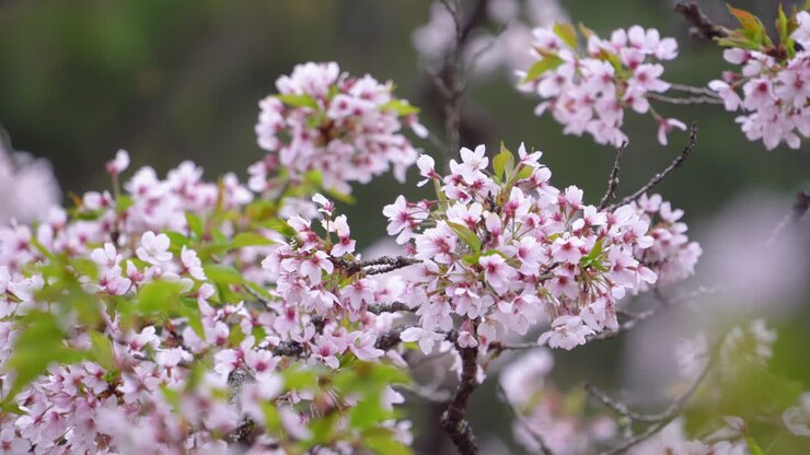 Beautiful Sakura Cherry Blossom is blooming with sprout in Alishan National Forest Recreation Area in Taiwan.