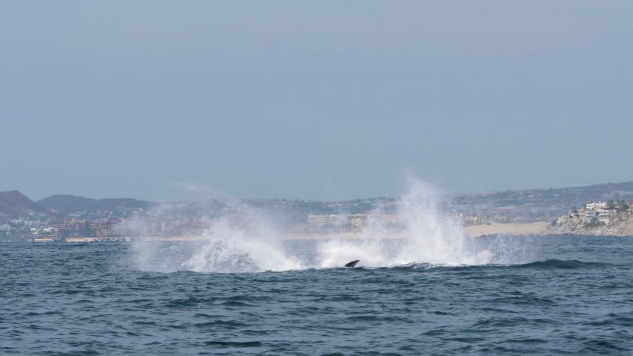 ballena jorobada saltando fuera del agua juguetona mostrando su aleta