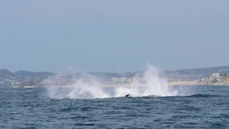 humpback whale jumping out of the water playful showing off his fin