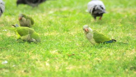 Pájaros-Loros-Comiendo-Hierba-Verde.-Bandada-De-Loros-Verdes-Caminando-Sobre-La-Hierba