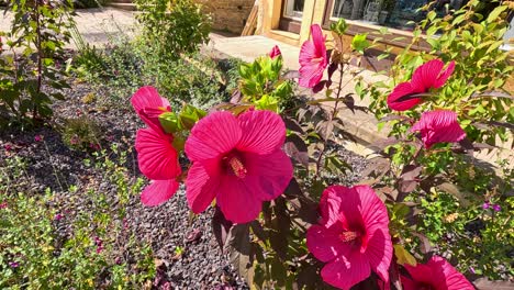 beautiful pink hibiscus flowers in a garden