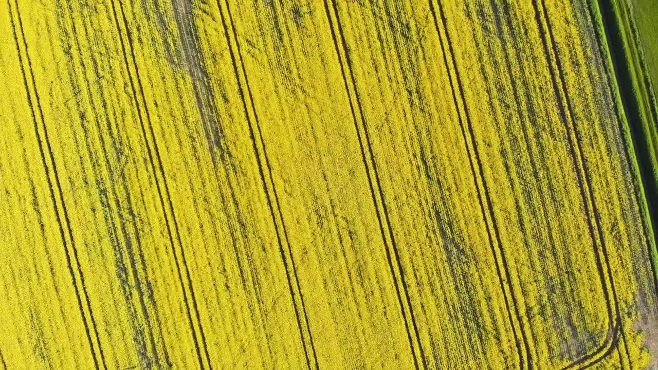 晴れた夏の日のイギリスの農地で、鮮やかな黄色い作物がパターン状に広がる新しく耕された畑を上昇する空撮ドローンショット。