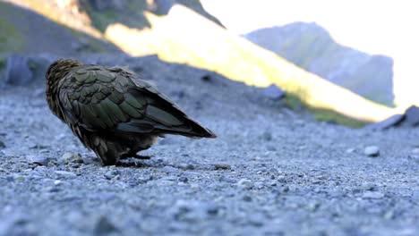 un kea adulto tratando de recoger rocas
