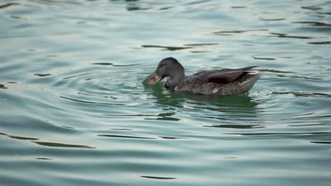 Close-up-of-duck-eating-bread-in-pond,-slow-motion