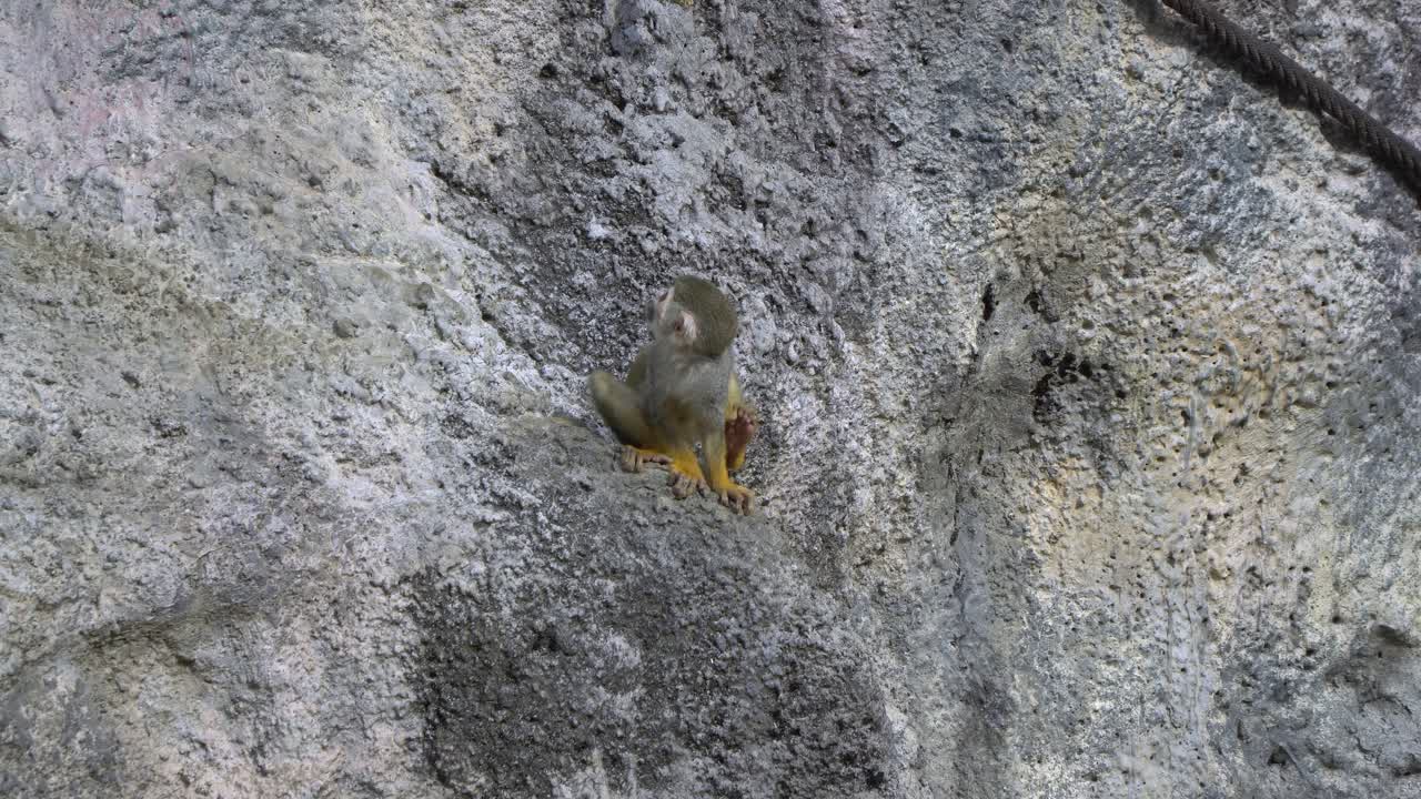 Squirrel monkey scratching body sitting on the grey rock