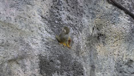 Squirrel-monkey-scratching-body-sitting-on-the-grey-rock