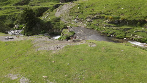 Schöne-Luftaufnahme-Einer-Gruppe-Von-Bergziegen,-Die-Einen-Fluss-In-Den-Pyrenäen-überqueren