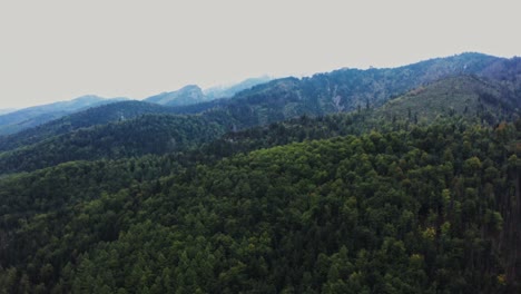 mountain forest landscape