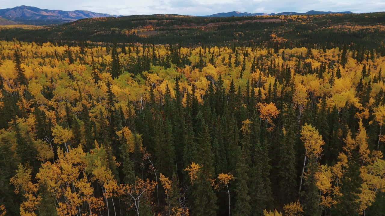 Foresta boreale con alberi dai colori autunnali vicino alle rapide Five Finger sul fiume Yukon, Yukon, Canada. Ripresa aerea con drone