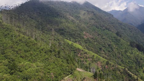 Vista-Aérea-Con-Vistas-Al-Valle-De-Cocora,-En-El-Soleado-Parque-Los-Nevados,-Colombia