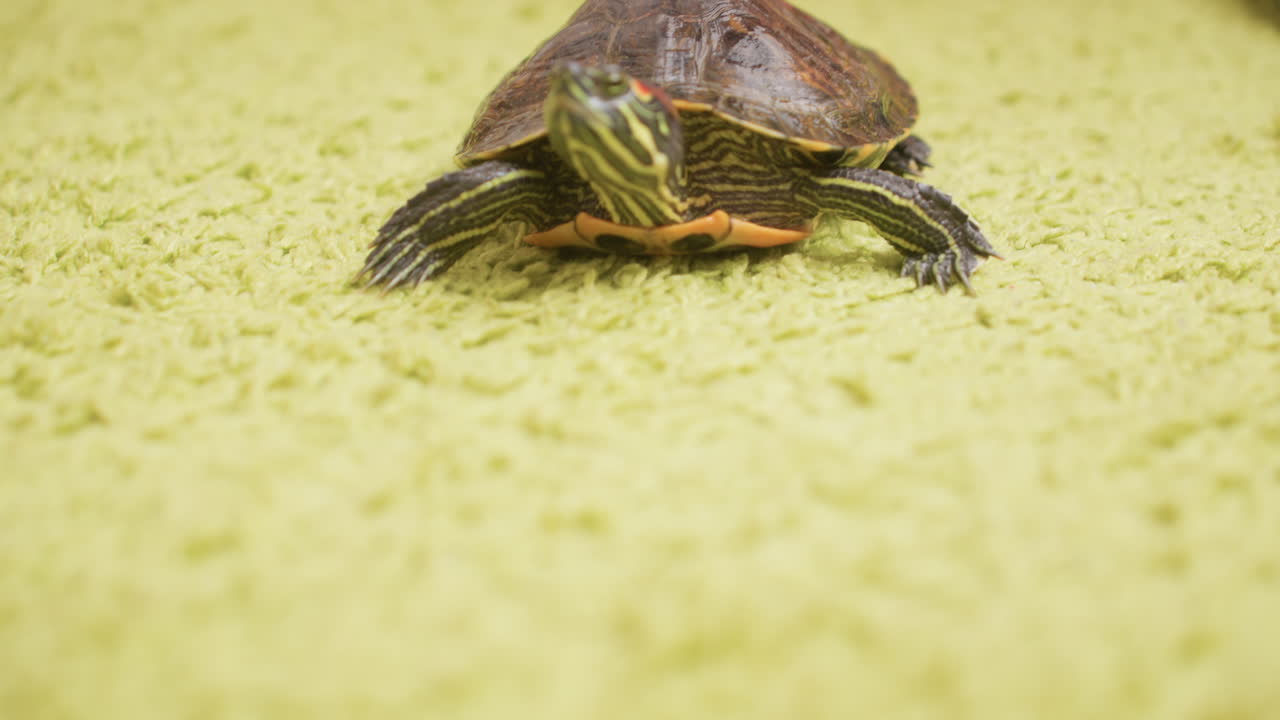 Close up of adult placing tortoise gently on green carpet as it begins to walk with head lifted, showing natural reptile behaviour and calm observation moment in indoor educational environment