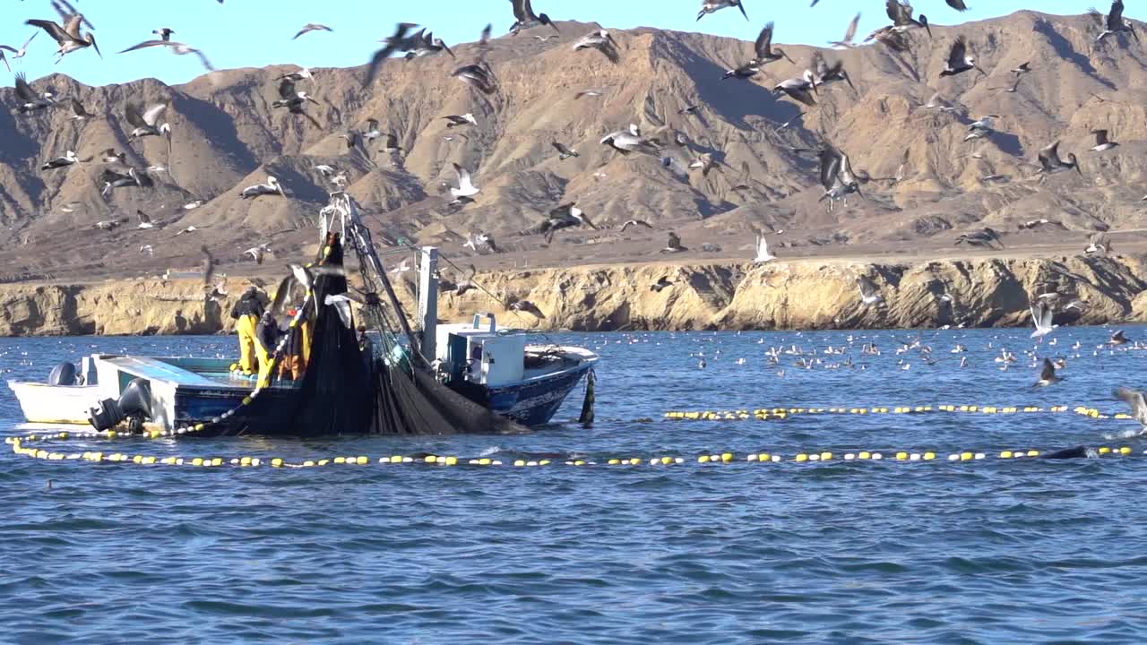 Fishermen on a Boat Catching Fish Surrounded by Seabirds