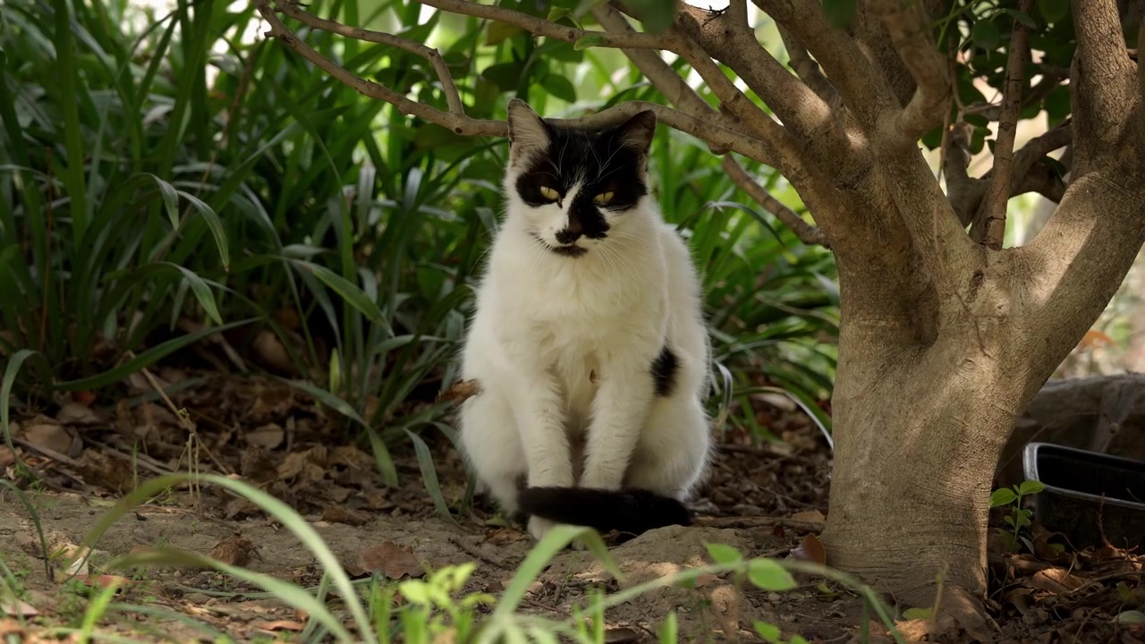 Gatto randagio sdraiato all'ombra 3
