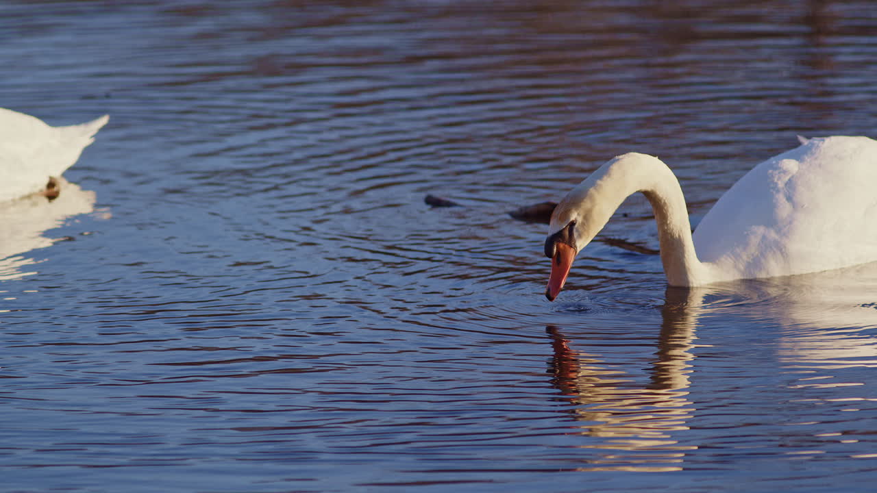 Super slow motion cinematic footage of a swans during mating season at dawn