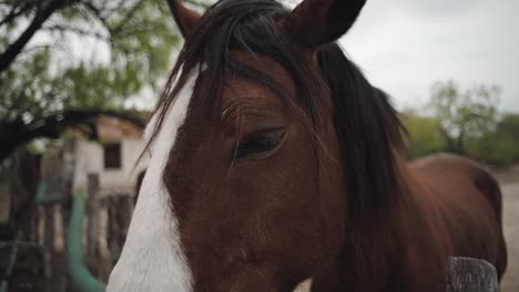 a horse looking straight at the camera in northern mexico, extreme close up