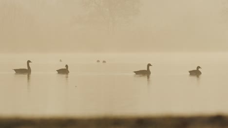 geese swimming on still waters during beautiful orange sunset, medium close up slow motion shot