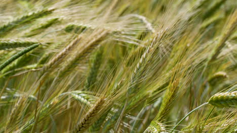 Vista-Cercana-De-Los-Tallos-De-Cebada-Meciéndose-Suavemente-Con-El-Viento,-Mostrando-Los-Exuberantes-Tonos-Verdes-Y-Dorados-De-La-Cosecha-En-Maduración