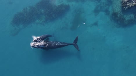 vista aérea sobre dos ballenas francas australes, nadando en un océano azul poco profundo en argentina - seguimiento, ojo de pájaro, disparo de drones - una madre y un ternero