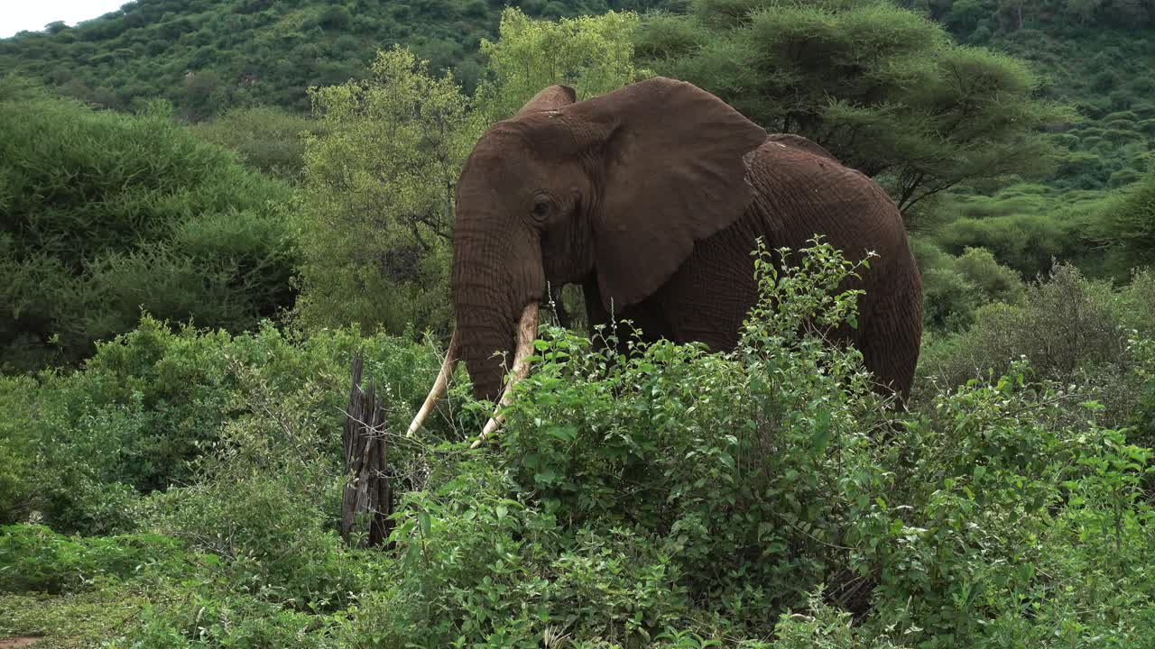 African bush elephant (Loxodonta africana) eating in Ngorongoro crater, Tanzania.