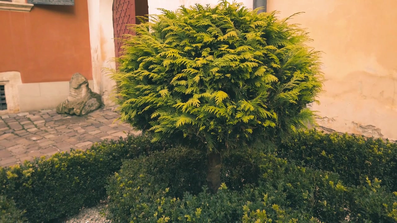 Arbustos verdes ao fundo de um edifício antigo