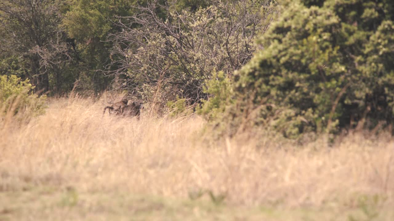 Cape baboon monkey carrying her baby on back in african savannah