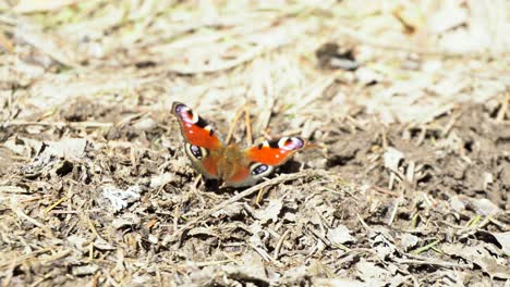 peacock butterfly on forest floor