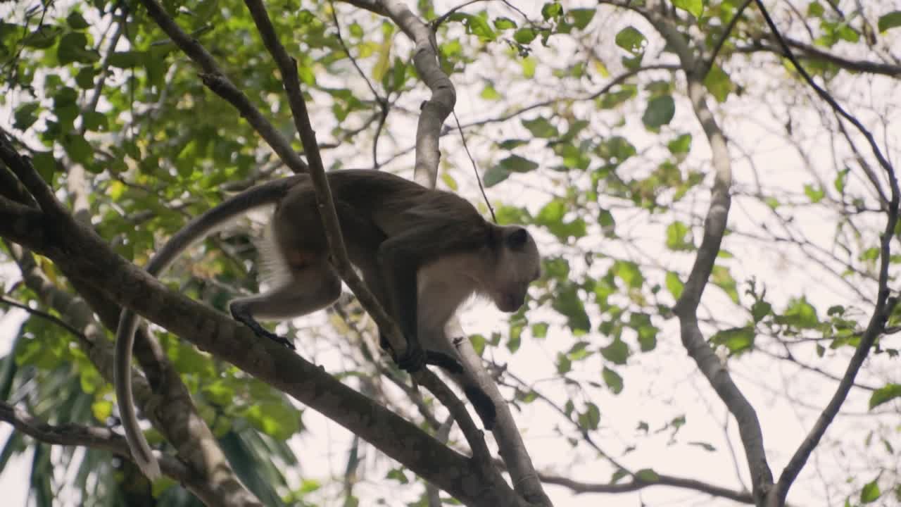Long-tailed Macaque Monkey Walked Then Jump To The Another Tree In Island Of Pulau Ubin In Singapore