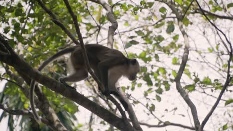 mono macaco de cola larga caminó y luego saltó a otro árbol en la isla de pulau ubin en singapur