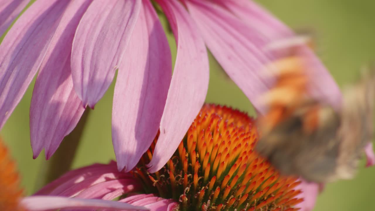 primer plano de pétalos de flor violeta que cubren una mariposa negra con intención de polinizar