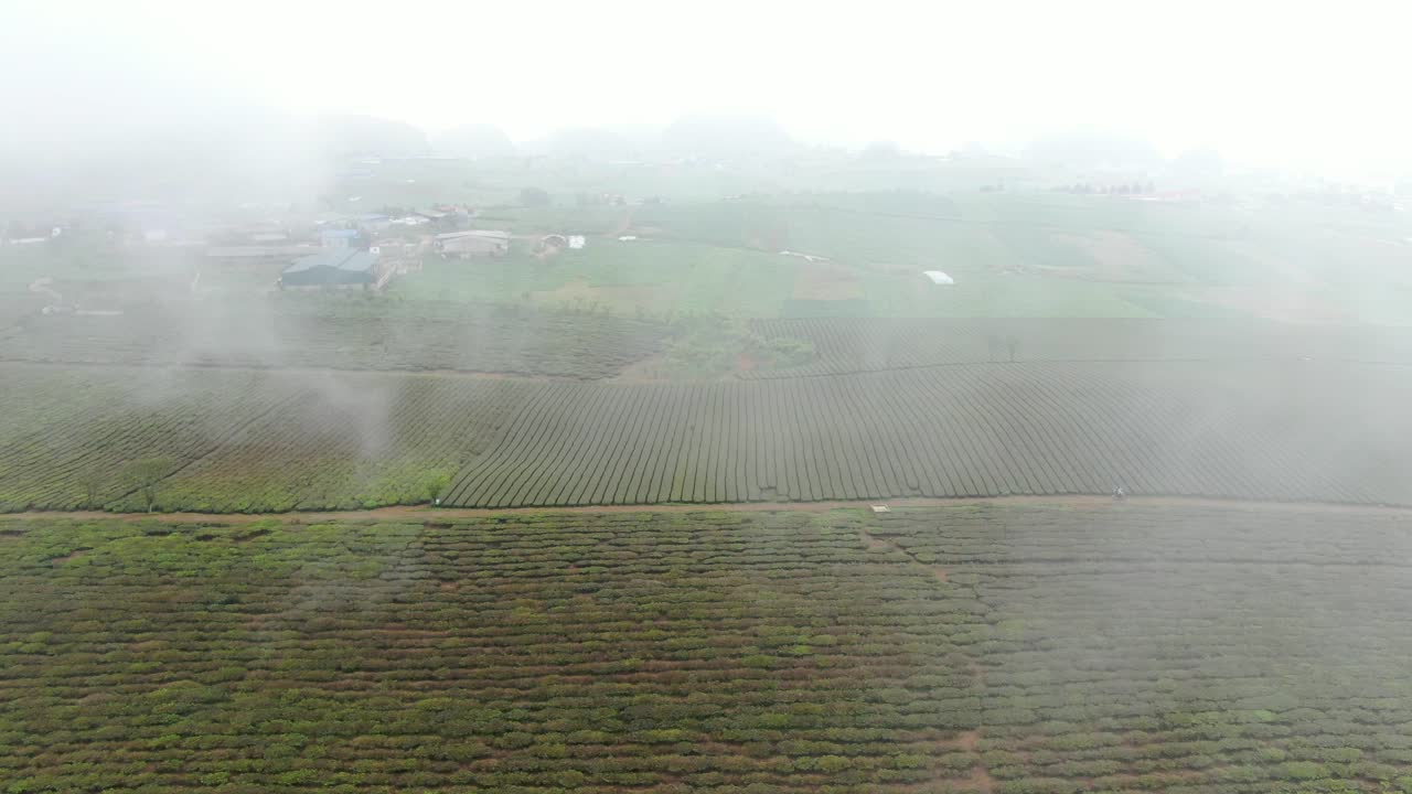 베트남의 큰 차 언덕