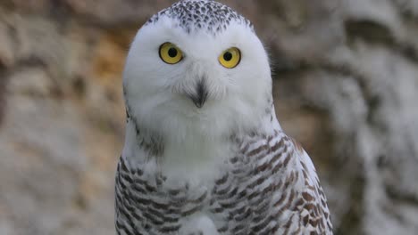 Snowy-owl-(Bubo-scandiacus)-is-a-large,-white-owl-of-the-true-owl-family.It-is-sometimes-also-referred-to,-more-infrequently,-as-the-polar-owl,-white-owl-and-the-Arctic-owl.